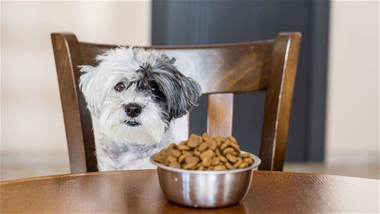 Foods to avoid for high triglycerides in dogs: Simple advice from experts