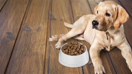 Is pedigree dry dog food killing dogs? Simple explanation