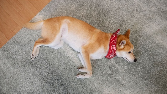 How to make a dog with a slipped disc comfortable – Simple tips