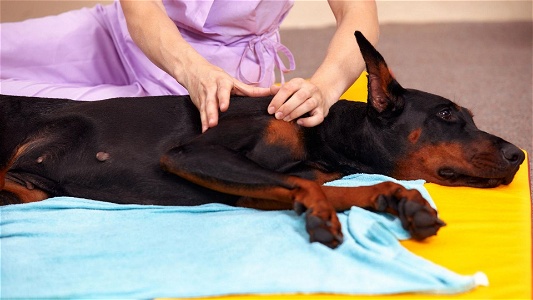 How to become a certified dog massage therapist–Unleash your career potential