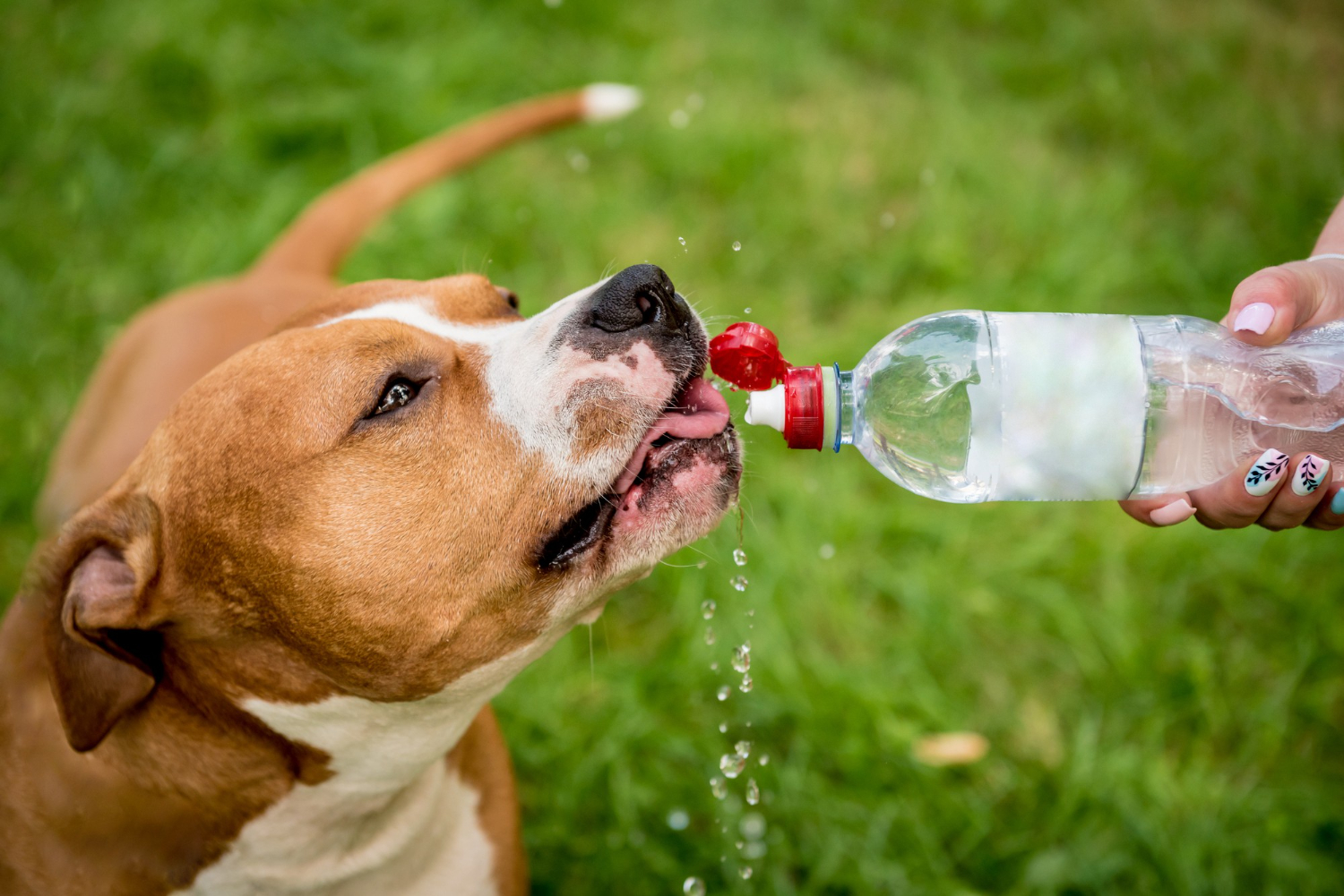 How Long Can A Dog Go Without Water? PuppyNext